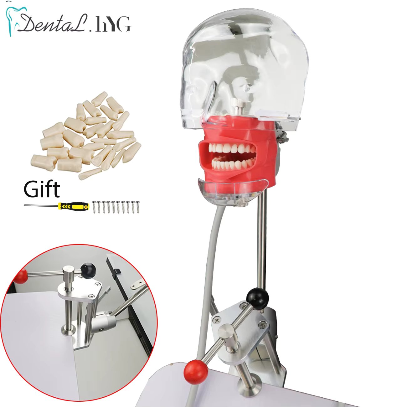 Dental Head Model Simulator Manikin Phantom With New Style Bench Mount Dental Models Dentist Teaching Get 28Pcs Teeth For Free