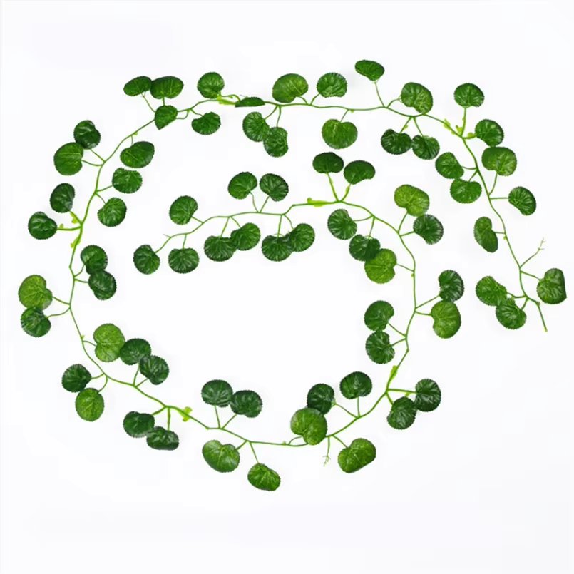 Begonia leaves