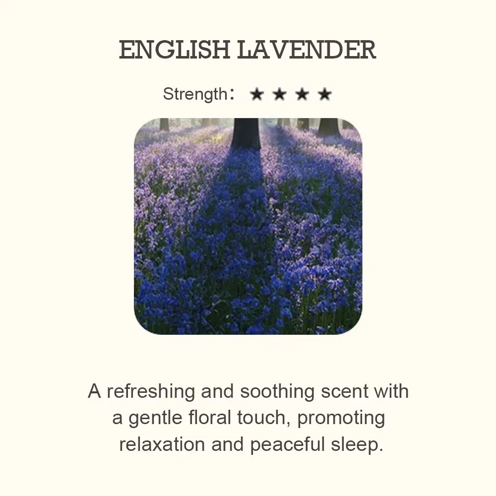 ENGLISH  LAVENDER