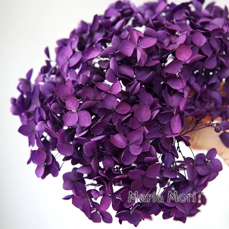 Color S021