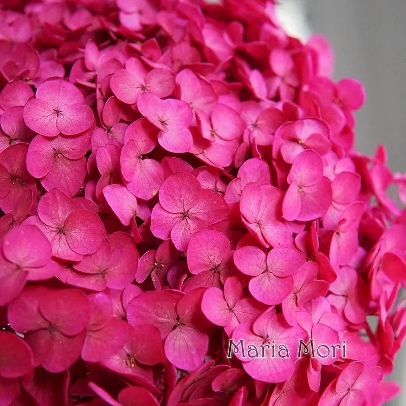 Color S019A