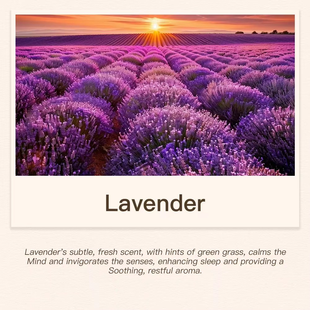 Lavender