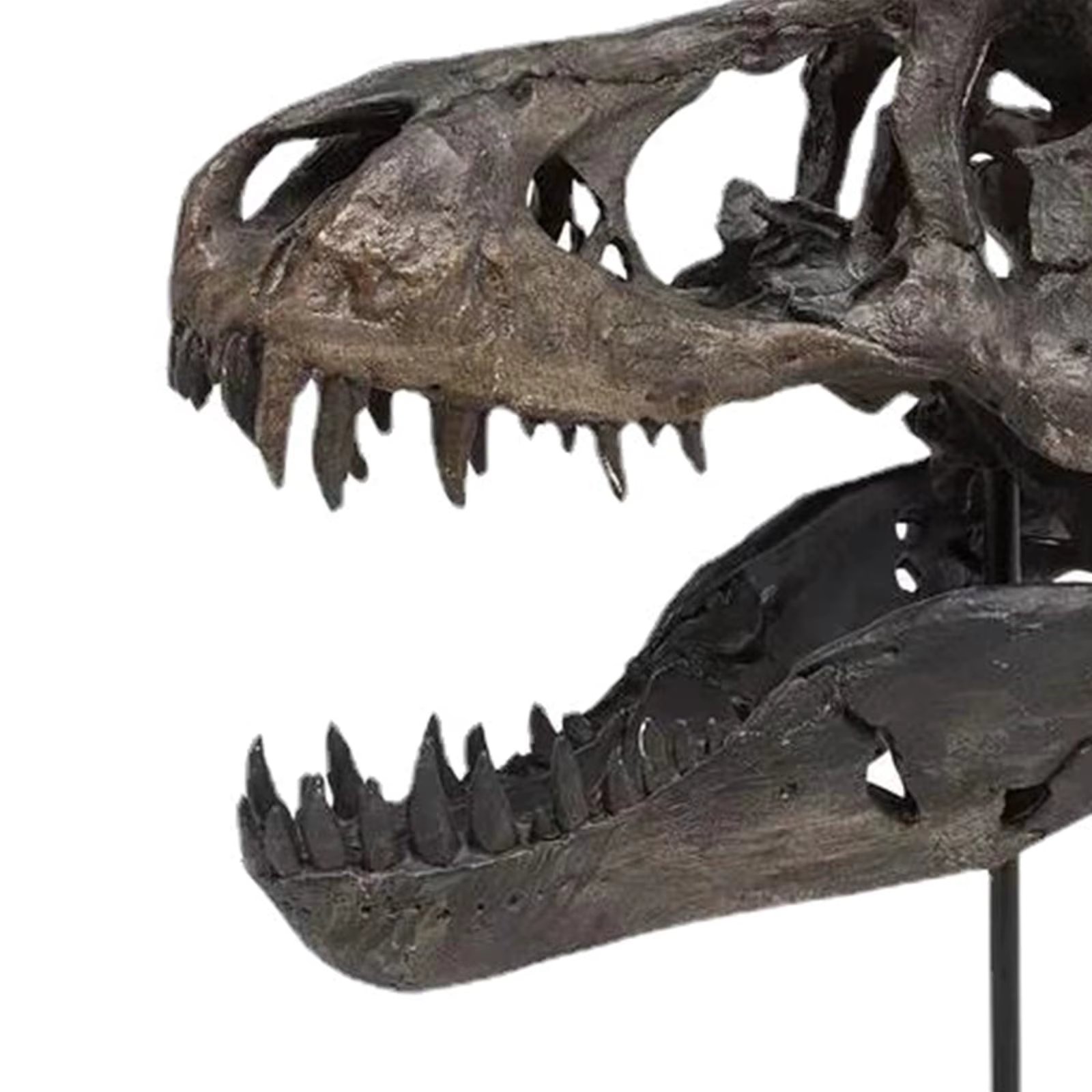 1Pc Crafts Arts Crafts 1/12 Tyrannosaurus Rex Dinosaur Skull Handicrafts Resin Fossil Simulation Skull Model 2023