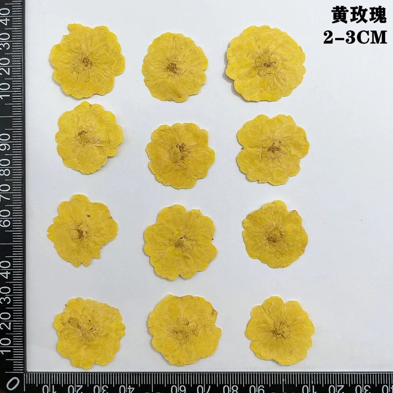 Yellow 2-3cm
