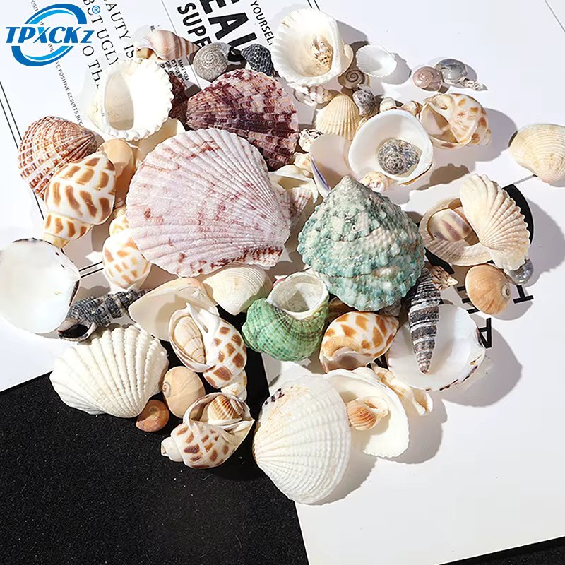 1Pack Fish Tank Supplies Mix Style Natural Shell Conch Aquarium Landscape Tiny Sea Shell Beach Decoration Party DIY Crafts