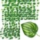 Watermelon leaves