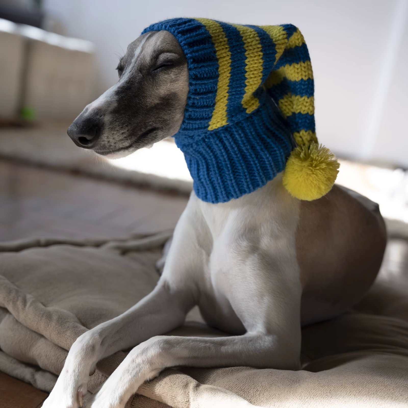 Whippet-Iggy Warm Knitted Pet Hat, Striped, Italian Greyhound, Winter