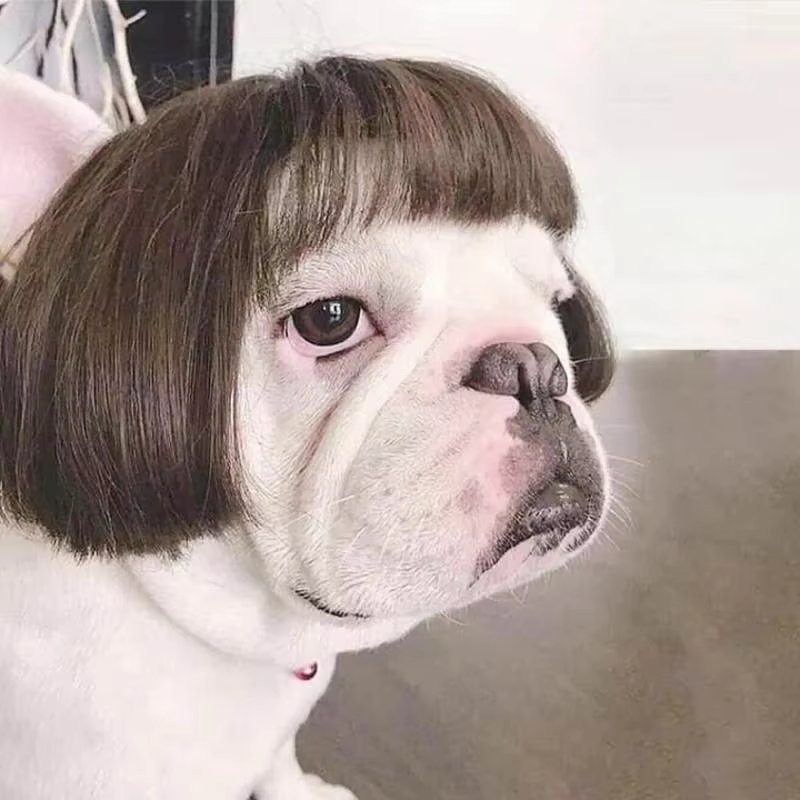 Adjustable (Pet Wig)