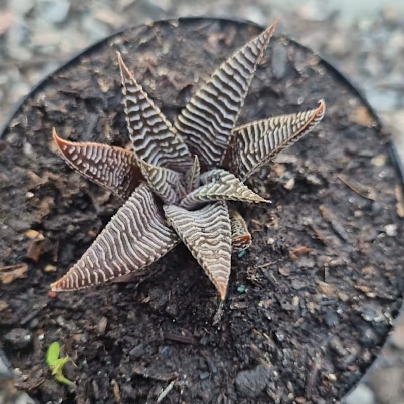 Haworthia Spider Rare