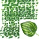 Watermelon leaves