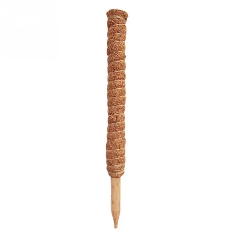 50cm